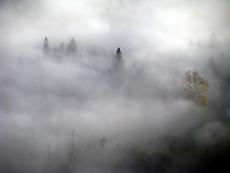 photo of trees in fog