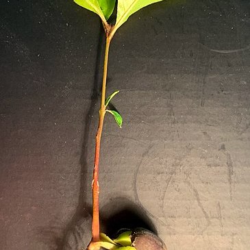 Photo of an oak sapling from yard in North Texas. Source: Thadguidry. Dedicated to the public domain under CC0 1.0.